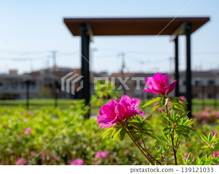 Azalea Azalea 139121033