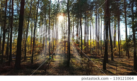 Sunlight from top in forest. Beautiful autumn forest landscape. Autumn landscape Sunlight from top in forest. Beautiful autumn forest landscape. Autumn landscape 139121064