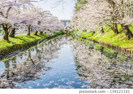 Hirosaki Castle Cherry Blossom Festival 2026 139121181