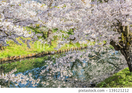 Hirosaki Castle Cherry Blossom Festival 2026 139121212