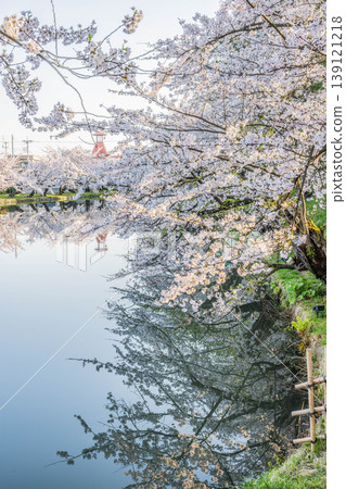 Hirosaki Castle Cherry Blossom Festival 2026 139121218