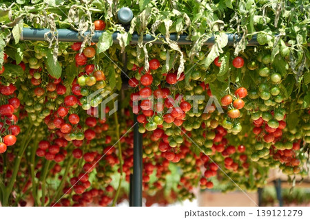 The bright red mini tomatoes hang in abundance. The bright red mini tomatoes hang in abundance. 139121279