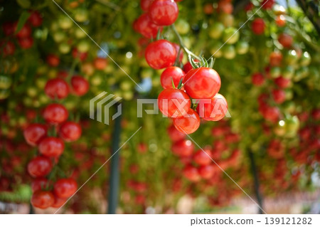A close-up of brightly colored cherry tomatoes. A close-up of brightly colored cherry tomatoes. 139121282