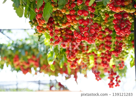 鮮紅的小番茄掛滿了樹梢。 鮮紅的小番茄掛滿了樹梢。 139121283