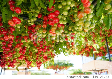 The bright red mini tomatoes hang in abundance. The bright red mini tomatoes hang in abundance. 139121284