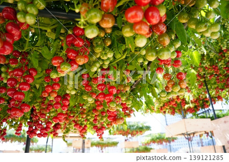 The bright red mini tomatoes hang in abundance. The bright red mini tomatoes hang in abundance. 139121285