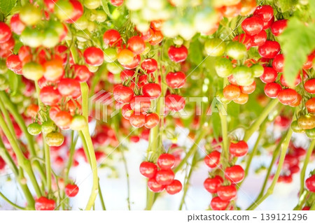 The bright red mini tomatoes hang in abundance. The bright red mini tomatoes hang in abundance. 139121296