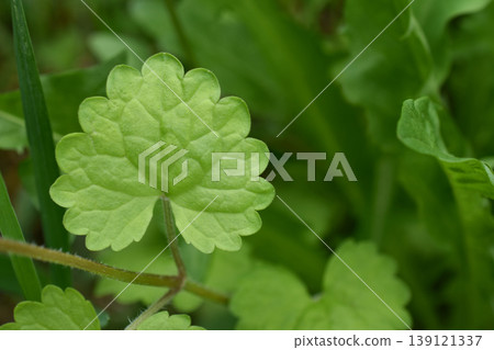 橡木章魚葉子 橡木章魚葉子 139121337