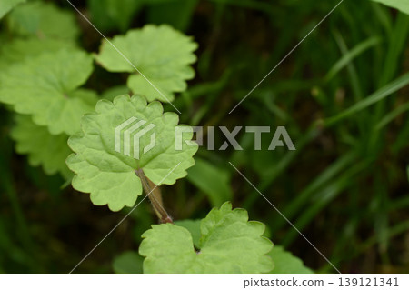 Leaf of oak octopus Leaf of oak octopus 139121341