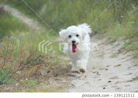 Puppy is running on summer field. Shot in speed. shot at speed. Dog on the run Puppy is running on summer field. Shot in speed. shot at speed. Dog on the run 139121511