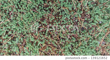 Background of moss growing in forest. Natural texture. Polytrichum juniperinum 139121652