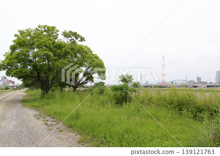 初夏時節的淀川河畔(大阪府大阪市淀川區) 初夏時節的淀川河畔(大阪府大阪市淀川區) 139121763
