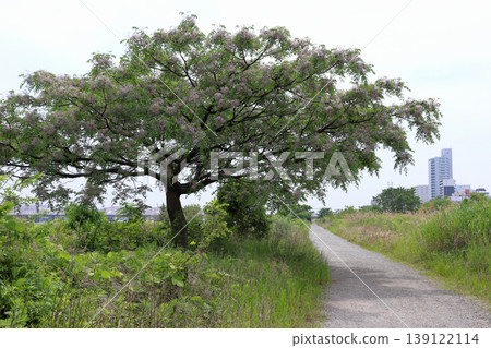Chinaberry (Melia azedarach) (Yodogawa Riverbed: Yodogawa Ward, Osaka City, Osaka Prefecture) Chinaberry (Melia azedarach) (Yodogawa Riverbed: Yodogawa Ward, Osaka City, Osaka Prefecture) 139122114