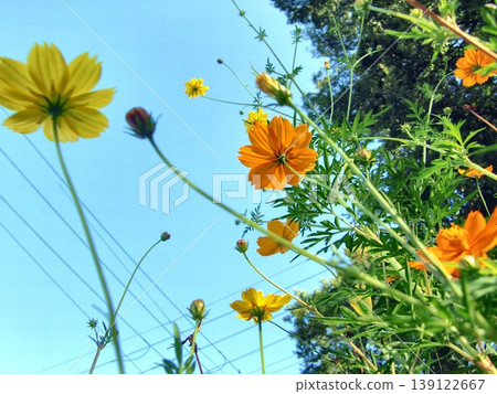Cosmos Cosmos 139122667