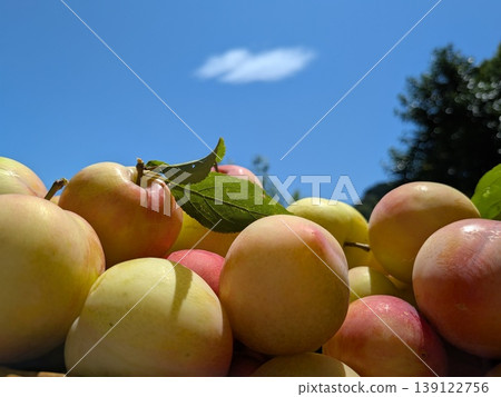 Plum 15 Plum 15 139122756