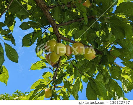 Plum 16 Plum 16 139122757