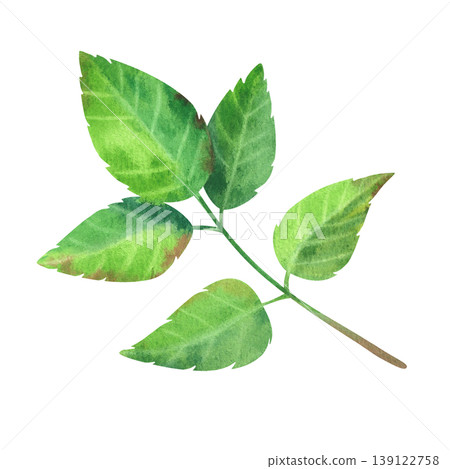 Green carved rosehip leaves, isolated watercolor illustration. Hand drawn wildflowers. Lush foliage for label and packaging design for tea, oils, and cosmetics. Green carved rosehip leaves, isolated watercolor illustration. Hand drawn wildflowers. Lush foliage for label and packaging design for tea, oils, and cosmetics. 139122758