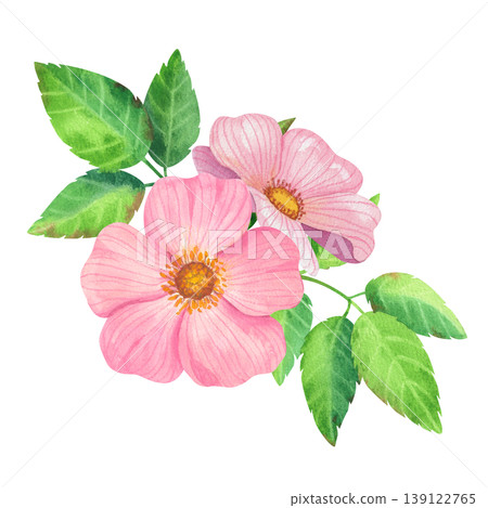 Wild roses with green leaves, isolated watercolor composition. Hand drawn lush rosehip foliage. Fresh, vibrant plants for label and packaging design for tea, oils, and cosmetics. Wild roses with green leaves, isolated watercolor composition. Hand drawn lush rosehip foliage. Fresh, vibrant plants for label and packaging design for tea, oils, and cosmetics. 139122765