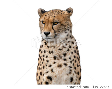 portrait cheetan isolated on white background portrait cheetan isolated on white background 139122883