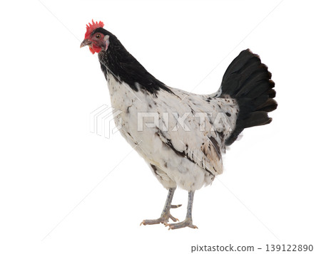 chicken isolated on a white background chicken isolated on a white background 139122890