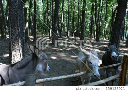 Three donkeys in the zoo near a wooden fence Three donkeys in the zoo near a wooden fence 139122921