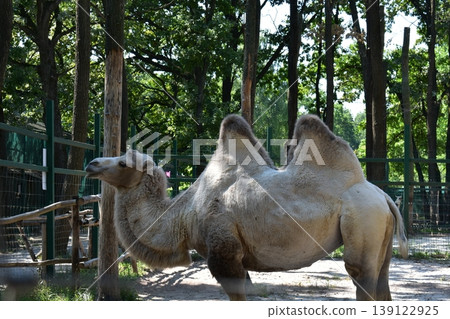A camel in a zoo among nature behind a fence 139122925