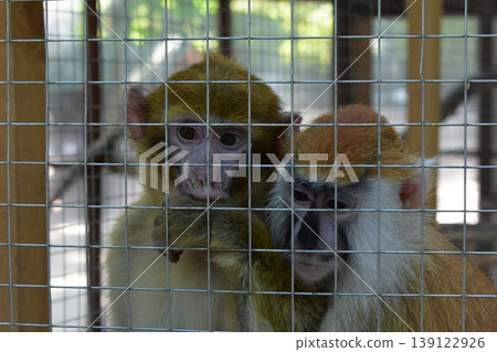 Two monkeys in a cage in a zoo Two monkeys in a cage in a zoo 139122926