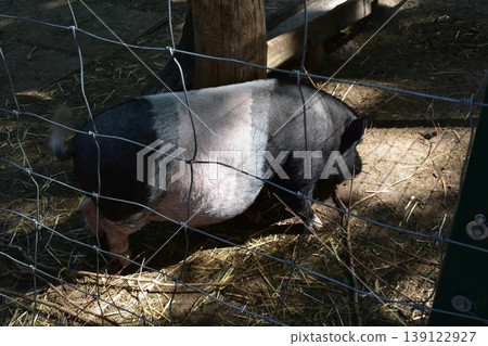 Bicolor pig in a zoo behind a fence Bicolor pig in a zoo behind a fence 139122927