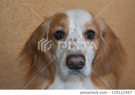 Portrait of a dog of the Spaniel breed, white and red color Portrait of a dog of the Spaniel breed, white and red color 139122947