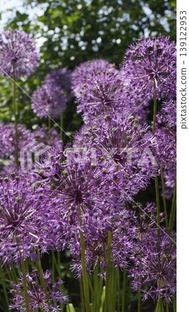 Decorative lush purple allium flowers close-up Decorative lush purple allium flowers close-up 139122953