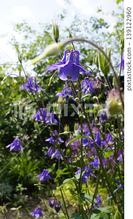 Common columbine flowers, small purple flowers, Aquilegia vulgaris Common columbine flowers, small purple flowers, Aquilegia vulgaris 139122960
