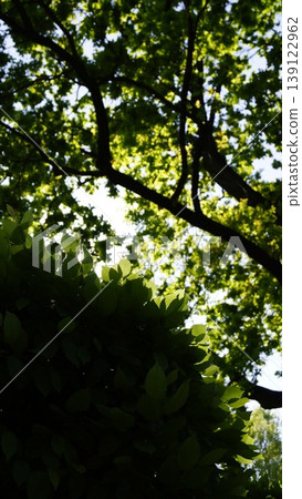 Fresh green leaves, juicy spring leaves on trees in the rays of sunlight, leafy background of green color backlit by the sun Fresh green leaves, juicy spring leaves on trees in the rays of sunlight, leafy background of green color backlit by the sun 139122962