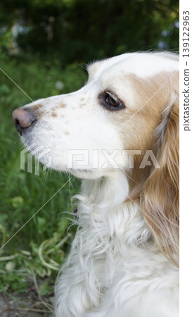 Photo of a light-colored spaniel dog against a background of green grass Photo of a light-colored spaniel dog against a background of green grass 139122963