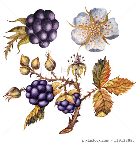 Blackberry branch with leaves, berries and flower. A set of botanical watercolor Isolated elements Blackberry branch with leaves, berries and flower. A set of botanical watercolor Isolated elements 139122983