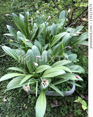 Wild garlic 2 Wild garlic 2 139123674