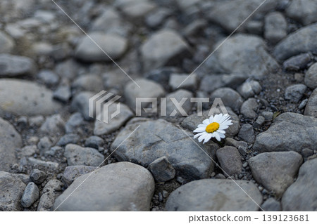 Bright White Daisy Nestled Among Grey River Stones Bright White Daisy Nestled Among Grey River Stones 139123681