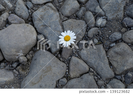 Single Daisy Blooming Among Rough Rocks Single Daisy Blooming Among Rough Rocks 139123682