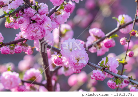 Pink cherry almond blossom 139123783