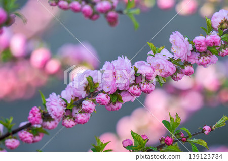 Pink cherry almond blossom Pink cherry almond blossom 139123784