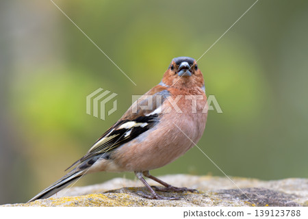 Male Common Chaffinch (fringilla coelebs) posing Male Common Chaffinch (fringilla coelebs) posing 139123788