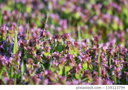 Excellent purple blossom of Lamium purpureum (purple dead-nettle or purple archangel ) between green grass 139123794