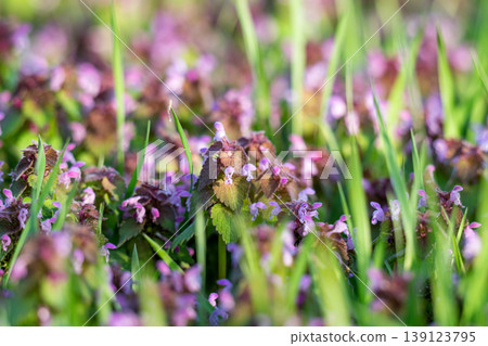 Excellent purple blossom of Lamium purpureum (purple dead-nettle or purple archangel ) between green grass Excellent purple blossom of Lamium purpureum (purple dead-nettle or purple archangel ) between green grass 139123795