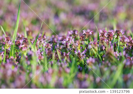 Excellent purple blossom of Lamium purpureum (purple dead-nettle or purple archangel ) between green grass Excellent purple blossom of Lamium purpureum (purple dead-nettle or purple archangel ) between green grass 139123796