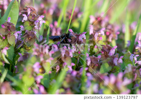 Excellent purple blossom of Lamium purpureum (purple dead-nettle or purple archangel ) between green grass Excellent purple blossom of Lamium purpureum (purple dead-nettle or purple archangel ) between green grass 139123797