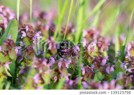 Excellent purple blossom of Lamium purpureum (purple dead-nettle or purple archangel ) between green grass Excellent purple blossom of Lamium purpureum (purple dead-nettle or purple archangel ) between green grass 139123798
