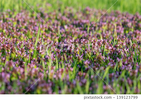 Excellent purple blossom of Lamium purpureum (purple dead-nettle or purple archangel ) between green grass 139123799