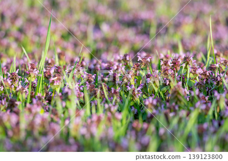 Excellent purple blossom of Lamium purpureum (purple dead-nettle or purple archangel ) between green grass 139123800