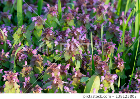 Excellent purple blossom of Lamium purpureum (purple dead-nettle or purple archangel ) between green grass Excellent purple blossom of Lamium purpureum (purple dead-nettle or purple archangel ) between green grass 139123802