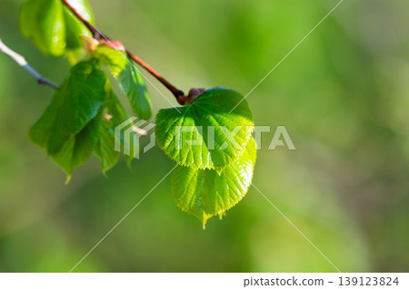 Young green fresh leaves of linden on a light background Young green fresh leaves of linden on a light background 139123824
