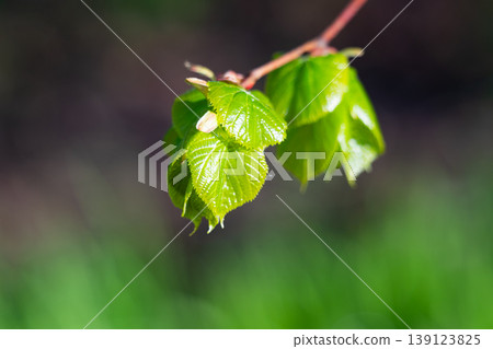 Young green fresh leaves of linden on a light background Young green fresh leaves of linden on a light background 139123825
